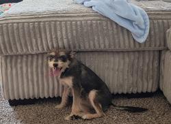Found/Stray Female Dog last seen Nutcracker ct, Harris County, TX 77396