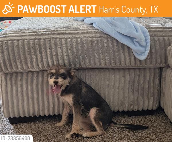Found/Stray Female Dog last seen Nutcracker ct, Harris County, TX 77396