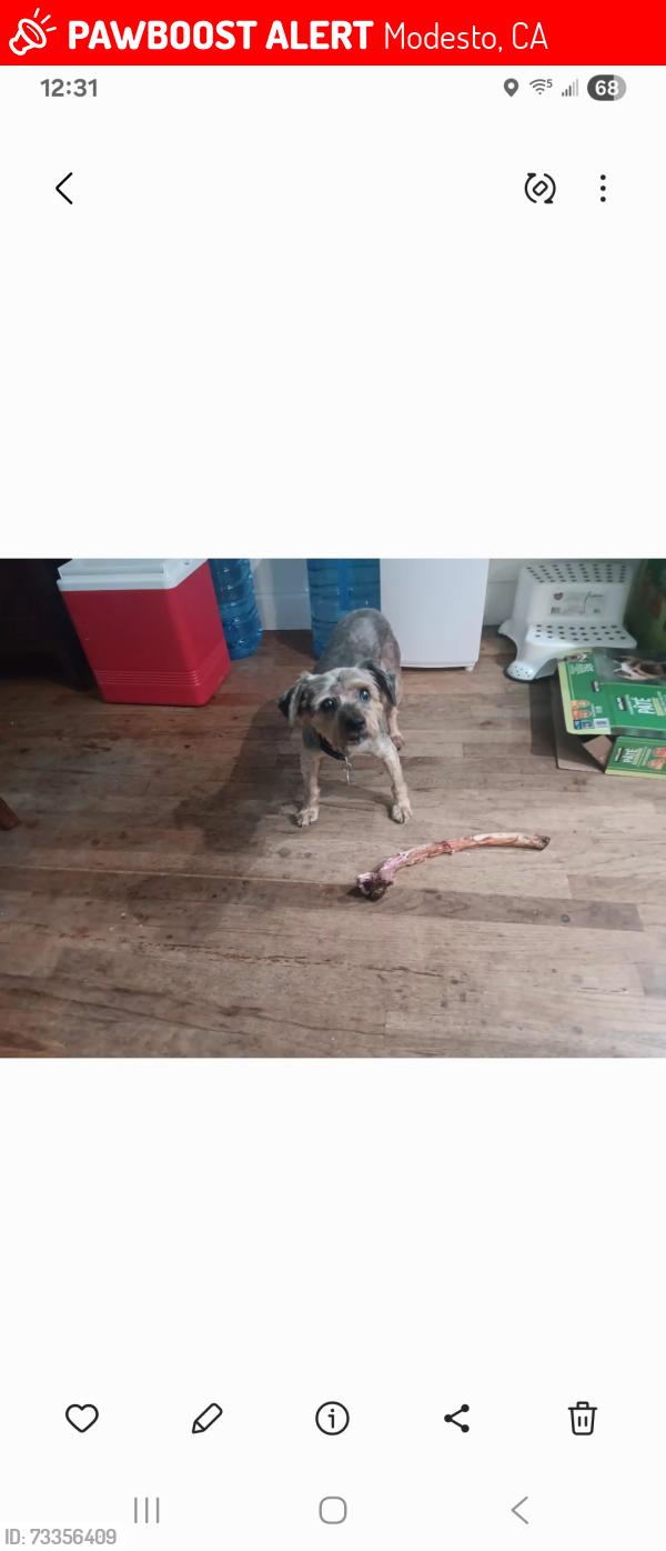 Lost Female Dog last seen Haddon, Modesto, CA 95354