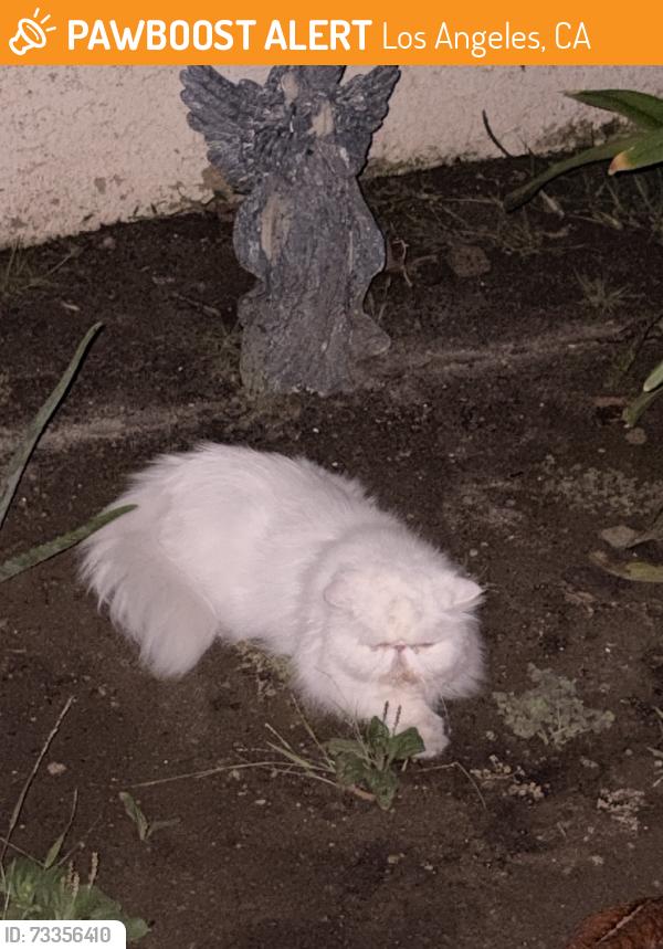 Found/Stray Unknown Cat last seen Ocean Park Blvd, Los Angeles, CA 90064