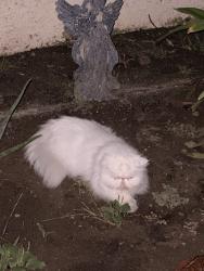 Found/Stray Unknown Cat last seen Ocean Park Blvd, Los Angeles, CA 90064