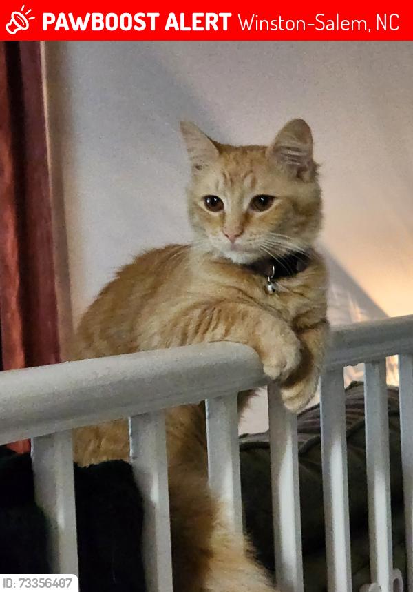Lost Male Cat last seen Carver School Road and 311, Winston-Salem, NC 27105