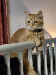 Lost Male Cat last seen Carver School Road and 311, Winston-Salem, NC 27105