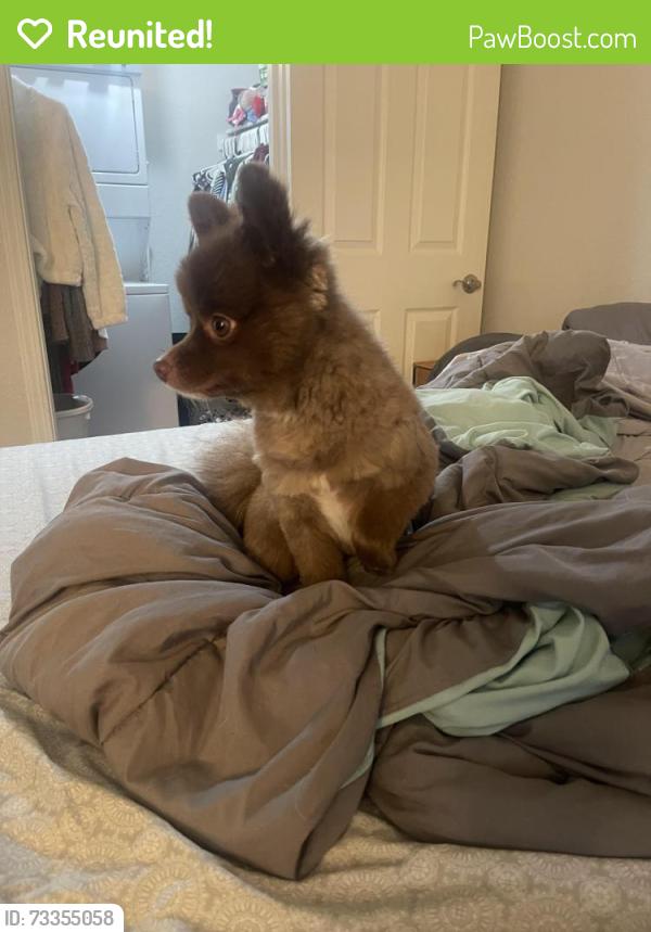 Reunited Female Dog last seen Hazel ave, Fair Oaks, CA 95628