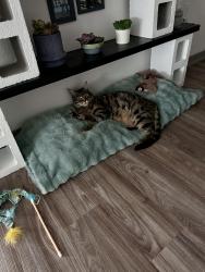 Lost Male Cat last seen Voyager Parkway, Colorado Springs, CO 80921