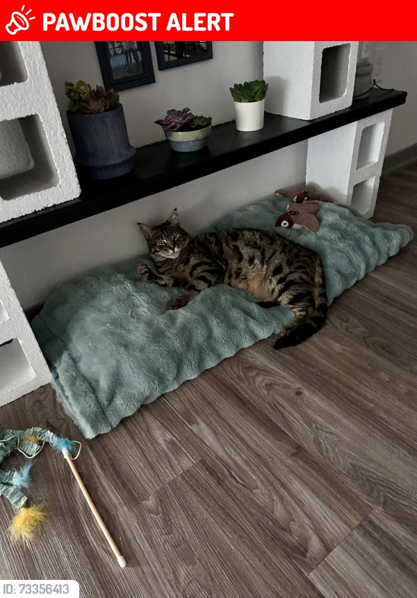 Lost Male Cat last seen Voyager Parkway, Colorado Springs, CO 80921
