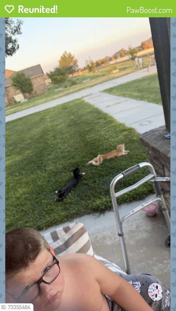 Reunited Male Cat last seen Day tripper lane, Randall County, TX 79119