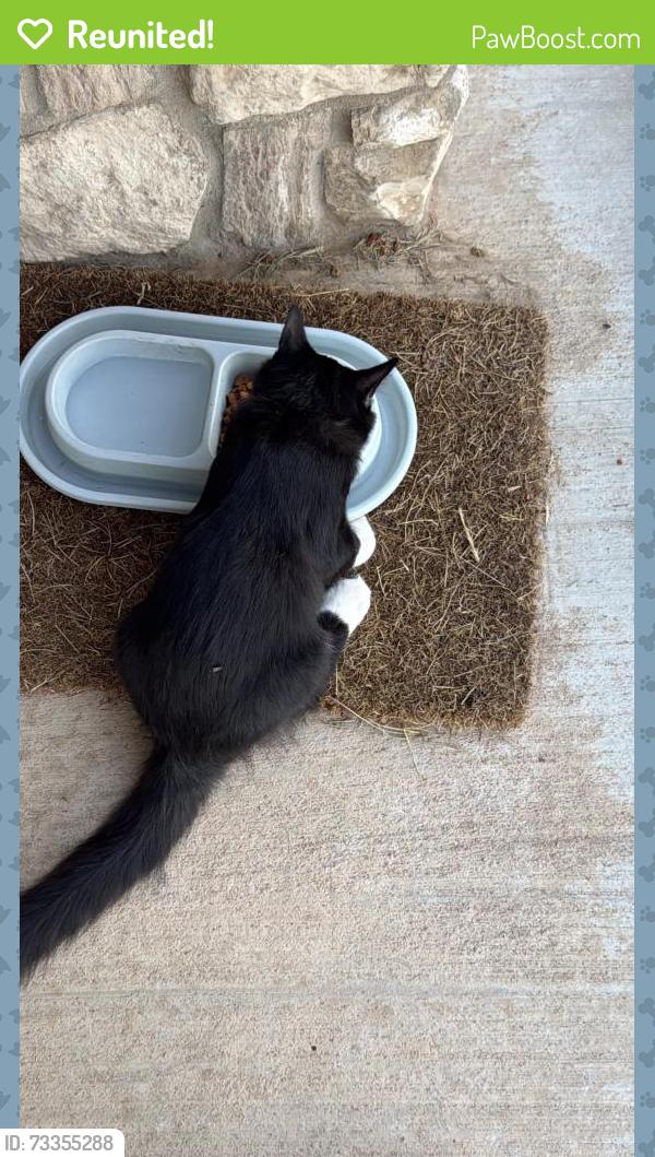 Reunited Male Cat last seen Day tripper road, Amarillo, TX 79119