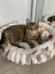 Reunited Male Cat last seen Preston Drive, Bexleyheath, England 
