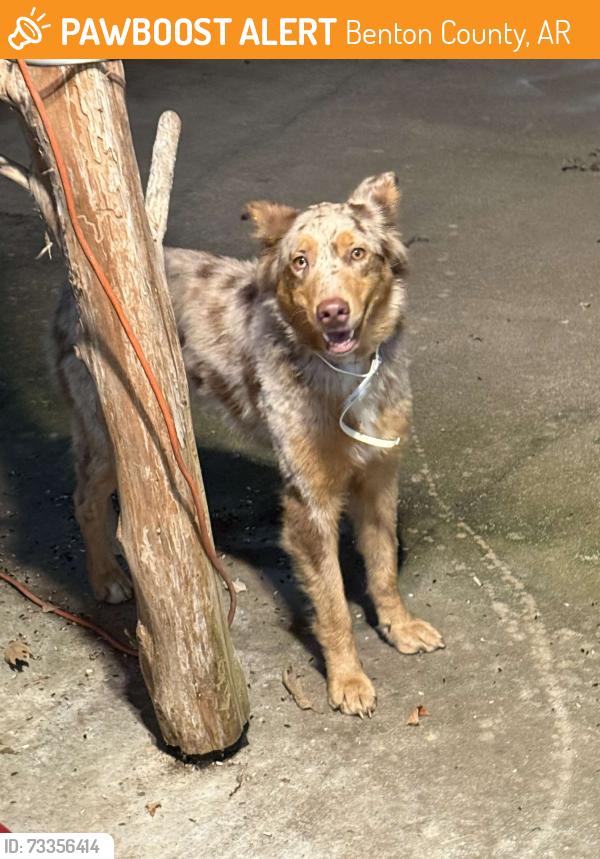 Found/Stray Female Dog last seen Monte Ne Chicken, Benton County, AR 72758