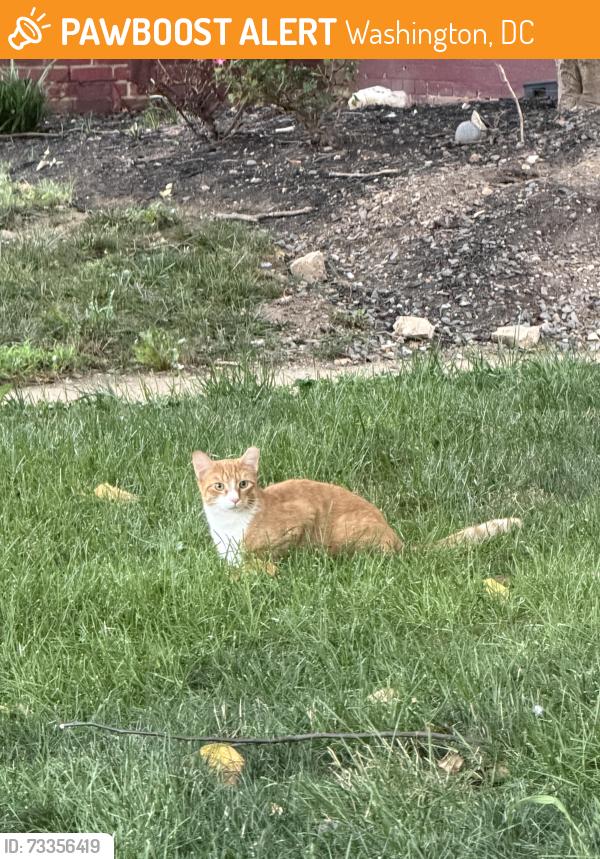 Found/Stray Unknown Cat last seen Near 16th St NW, Washington, DC 20010, Washington, DC 20010