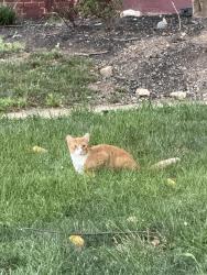 Found/Stray Unknown Cat last seen Near 16th St NW, Washington, DC 20010, Washington, DC 20010