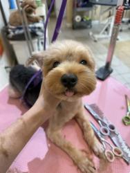 Reunited Male Dog last seen 43-36 Robinson Street, Queens, NY 11355