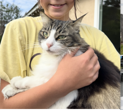 Lost Female Cat last seen Goldenwest St & Bolsa Ave, Huntington Beach, CA 92647, Huntington Beach, CA 92647