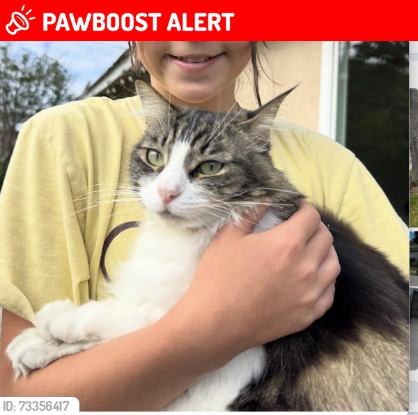 Lost Female Cat last seen Goldenwest St & Bolsa Ave, Huntington Beach, CA 92647, Huntington Beach, CA 92647