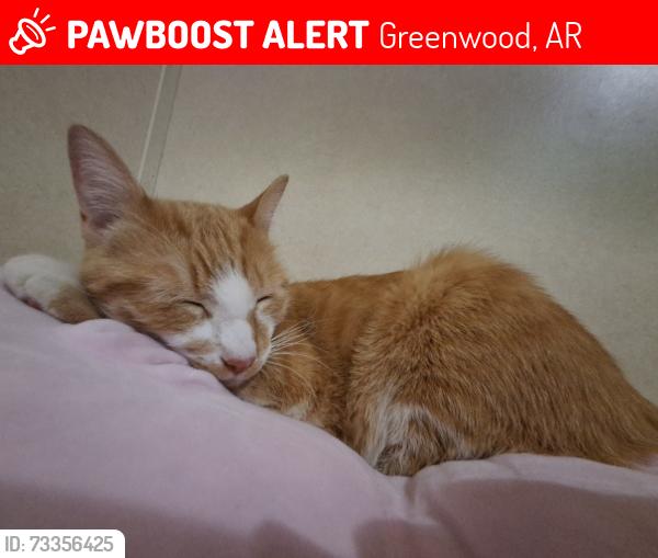 Lost Female Cat last seen Near leamons Lane greenwood arkansas /sturgeon rd greenwood arkansas, Greenwood, AR 72936