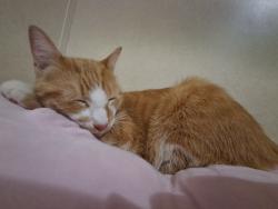 Lost Female Cat last seen Near leamons Lane greenwood arkansas /sturgeon rd greenwood arkansas, Greenwood, AR 72936