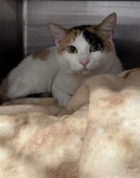 Shelter Stray Female Cat last seen , West Valley Animal Shelter, 20655 Plummer St, Chatsworth, CA 91311, USA