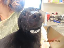 Shelter Stray Female Dog last seen Near BLOCK / VAN BUREN, 5501 E Van Buren St, Phoenix, AZ 85008, USA