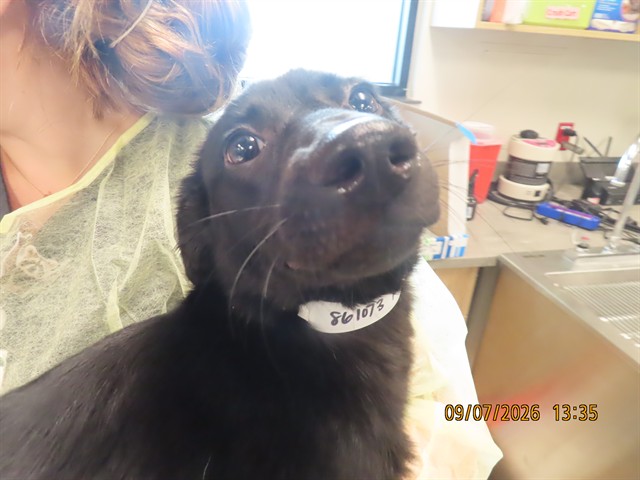 Shelter Stray Female Dog last seen Near BLOCK / VAN BUREN, 5501 E Van Buren St, Phoenix, AZ 85008, USA
