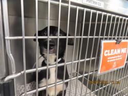 Shelter Stray Male Dog last seen Near BLOCK / VAN BUREN, 5501 E Van Buren St, Phoenix, AZ 85008, USA