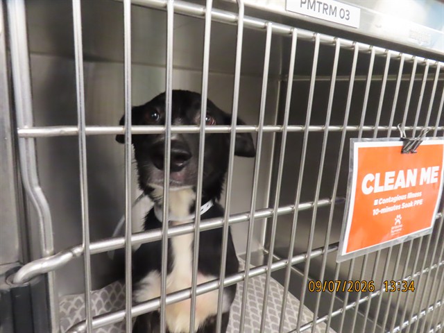 Shelter Stray Male Dog last seen Near BLOCK / VAN BUREN, 5501 E Van Buren St, Phoenix, AZ 85008, USA