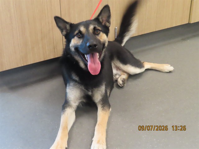 Shelter Stray Male Dog last seen I-17 / INDIAN SCHOOL, 5501 E Van Buren St, Phoenix, AZ 85008, USA