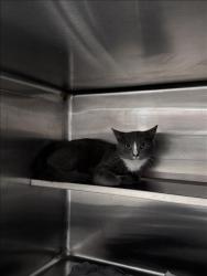 Shelter Stray Female Cat last seen , West Valley Animal Shelter, 20655 Plummer St, Chatsworth, CA 91311, USA