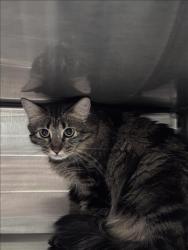 Shelter Stray Female Cat last seen , West Valley Animal Shelter, 20655 Plummer St, Chatsworth, CA 91311, USA