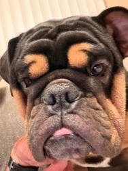Reunited Male Dog last seen Murrieta hot springs and pourroy, Murrieta, CA 92563