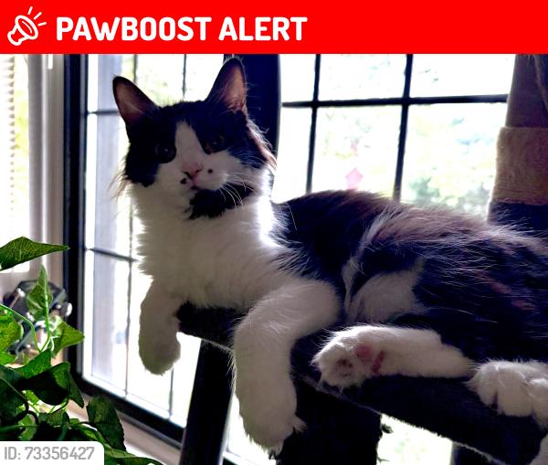 Lost Female Cat last seen Coventry rd., Cleveland Heights, OH 44118