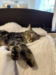 Lost Female Cat last seen Atwood Drive and Cordova Lane, Rancho Cordova, CA 95670