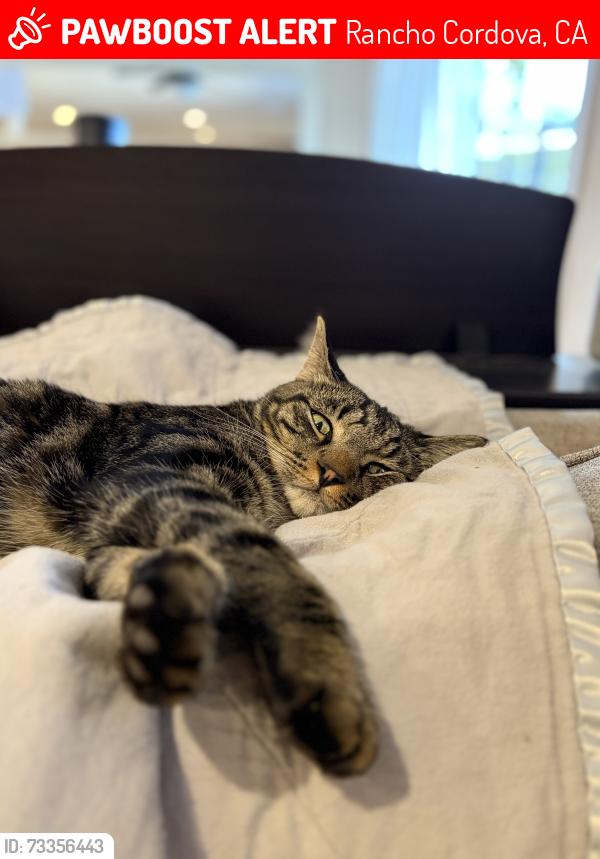 Lost Female Cat last seen Atwood Drive and Cordova Lane, Rancho Cordova, CA 95670