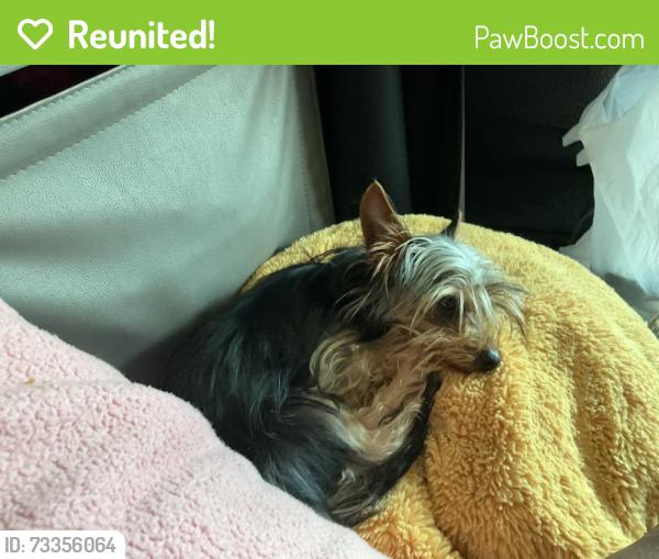 Reunited Male Dog last seen Senate, Jersey Village, TX 77040