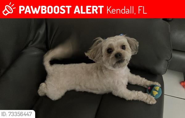 Lost Female Dog last seen “Colony at Dadeland” apmt complex, Kendall, FL 33156