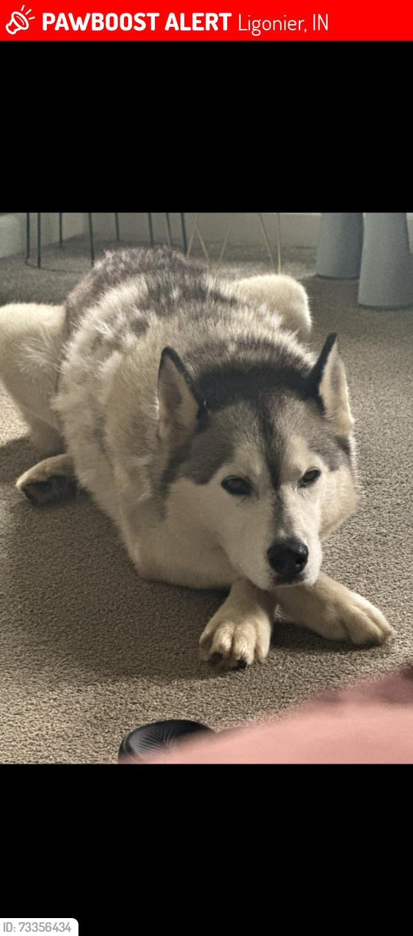 Lost Male Dog last seen Ligonier, IN, Ligonier, IN 46767