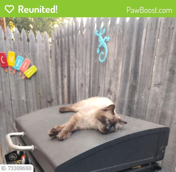 Reunited Male Cat last seen Federal and Alameda, Denver, CO 80219