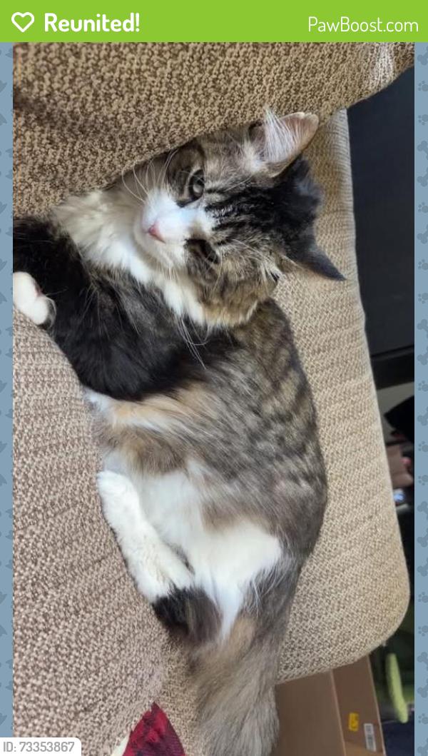 Reunited Male Cat last seen Lauzon, Windsor, ON N8R 2A8