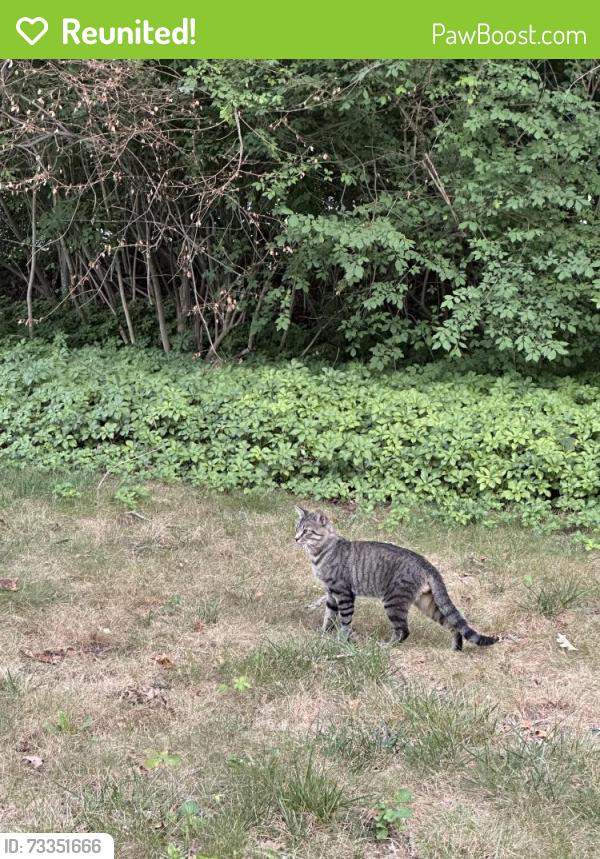 Reunited Unknown Cat last seen Willow Rd and Hemlock Rd., Sudbury, MA 01776