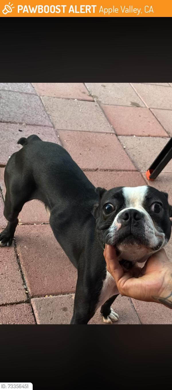 Found/Stray Male Dog last seen Navajo, Apple Valley, CA 92308