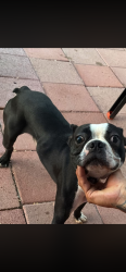 Found/Stray Male Dog last seen Navajo, Apple Valley, CA 92308