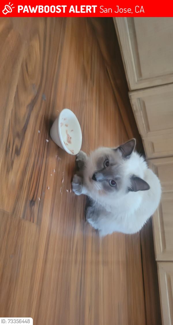 Lost Female Cat last seen Mt Shasta Drive, Mount McKinley Drive, San Jose, CA 95127