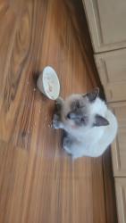 Lost Female Cat last seen Mt Shasta Drive, Mount McKinley Drive, San Jose, CA 95127