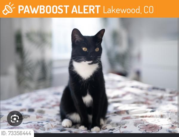 Found/Stray Unknown Cat last seen Snowbird complex, Lakewood, CO 80228