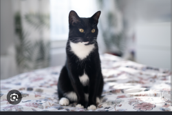 Found/Stray Unknown Cat last seen Snowbird complex, Lakewood, CO 80228