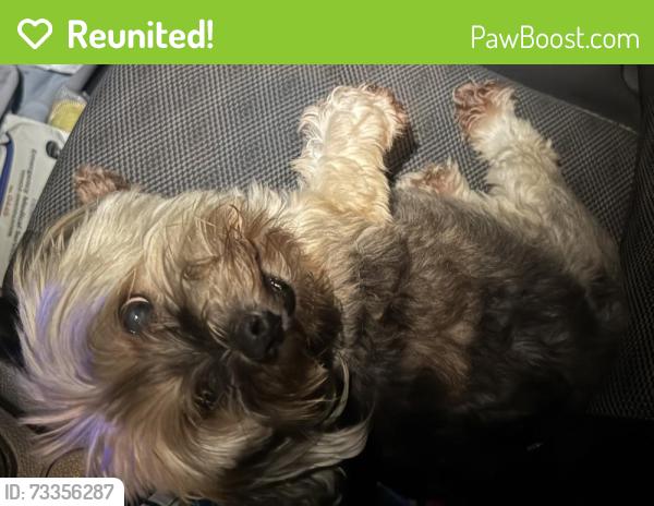 Reunited Unknown Dog last seen Maplewood and evergreen, Huntington Station, NY 11746