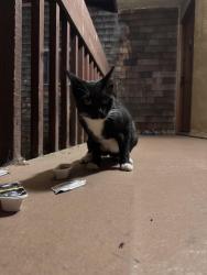 Found/Stray Unknown Cat last seen Ucsd graduate housing, San Diego, CA 92037
