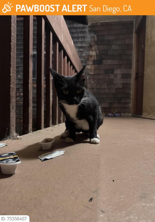 Found/Stray Unknown Cat last seen Ucsd graduate housing, San Diego, CA 92037