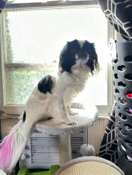 Lost Female Dog last seen bryan drive, Rehoboth Beach, DE 19971