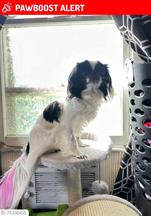 Lost Female Dog last seen bryan drive, Rehoboth Beach, DE 19971